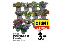 mini petunia of petunia