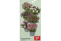 franse geranium