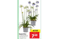 agapanthus
