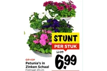 petunia s in zinken schaal
