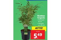 bamboe fargesia