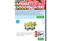 japanse esdoorn