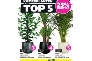 Ficus Mi Moclame Vijgenboom