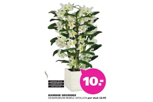 Bamboe Orchidee