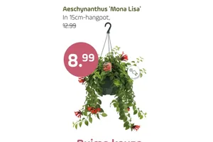 Aeschynanthus 'Mona Lisa'