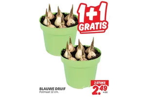 Blauwe Druif