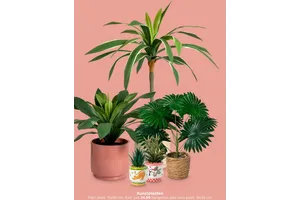 Palm plant