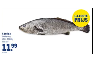 Corvina