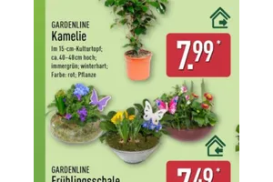 GARDENLINE Kamelie