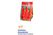 gladiolen bloembollen