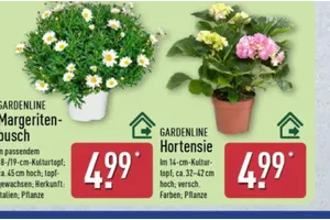 Gardenline Margeritenbusch