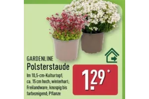 GARDENLINE Polsterstaude