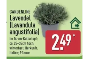 GARDENLINE Lavendel