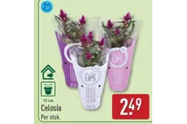 celosia
