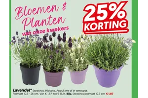 Lavendel