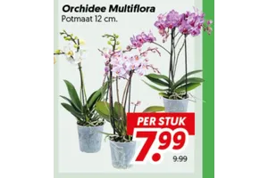 Orchidee Multiflora