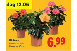 Hibiscus