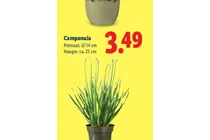 campanula