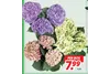 hortensia