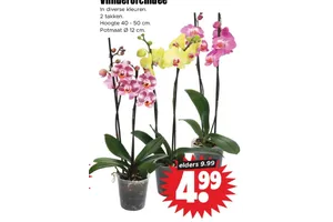 Vlinderorchidee