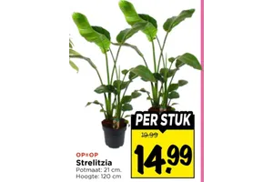 Strelitzia