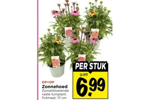 Zonnehoed