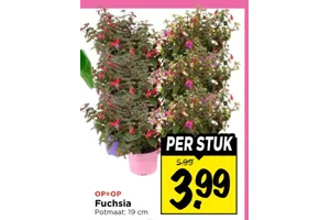 Fuchsia