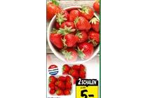 aardbeien