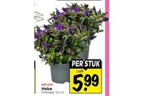 hebe