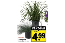 siergras