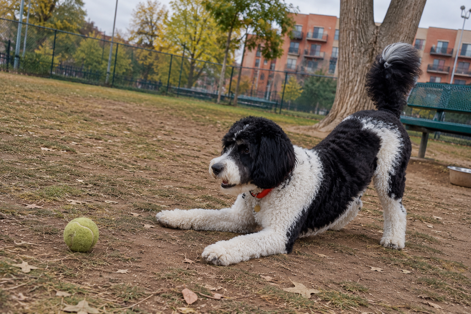 Sunny at the park