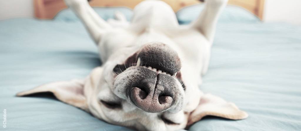 Foto: Ein Hund liegt, alle Füße in die Luft gestreckt, rittlings auf einem Bett.