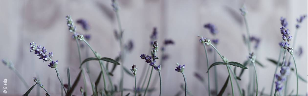 Foto: Einige Lavendelblüten vor unscharfem Hintergrund