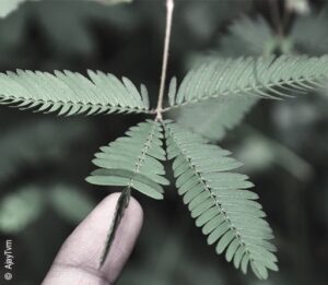 Foto: Eine Mimose. Die feingliedrigen Blätter einer Zweigspitze haben sich unter der Berührung eines Zeigefingers geschlossen.