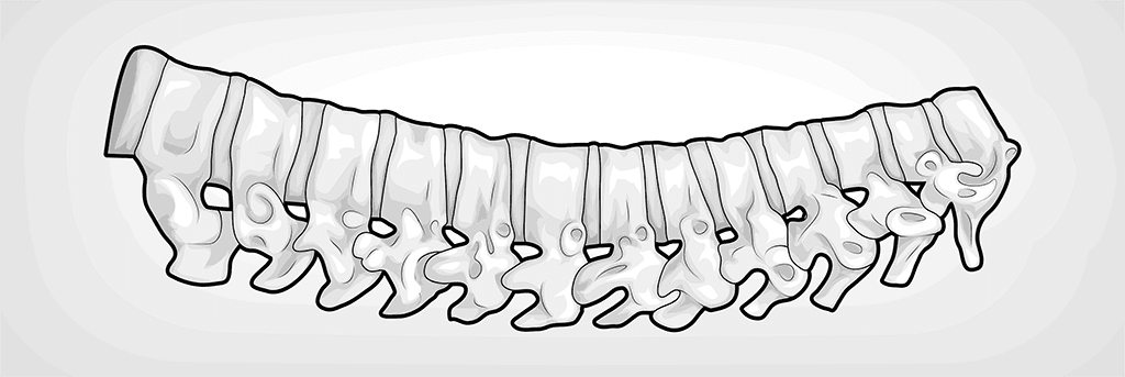 Illustration: Die zwölf Wirbel der Brustwirbelsäule. Die Krümmung nach außen bildet die typische Kyphose der Wirbelsäule im Brustbereich nach.
