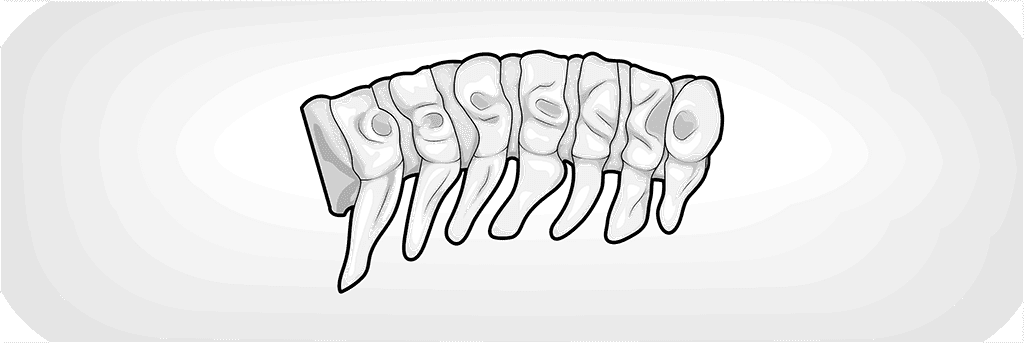 Illustration: Die sieben Wirbel der Halswirbelsäule. Die Krümmung nach innen bildet die Halslordose nach.