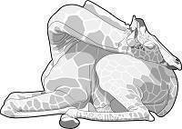 Illustration: Eine Giraffe schläft, den Kopf auf ihrem Hinterteil gelagert