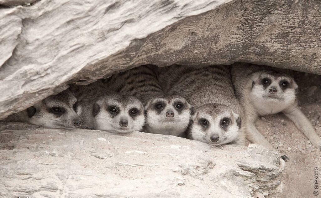 Foto: Fünf Erdmännchen liegen nebeneinander in einem Felsspalt und schauen heraus.