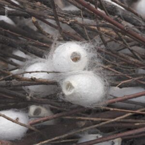 Foto: Einige Seidenkokons in trockenen Zweigen.