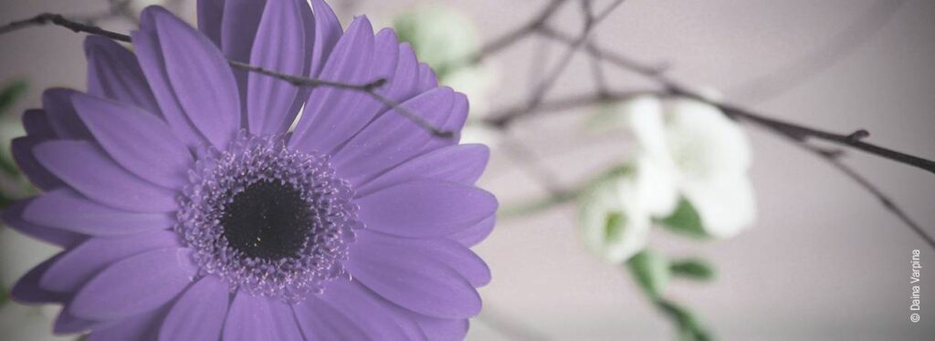 Foto: Eine Blume im Schlafzimmer.