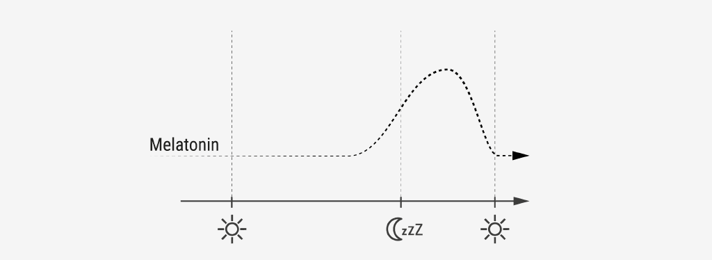 Illustration: Ein Diagramm zeigt den Melatoninspiegel im zeitlichen Verlauf. Abends steigt der Melatoninspiegel an, erreicht in der Nacht seinen Höhepunkt und fällt zum Morgen wieder ab.