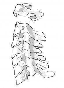 Illustration der sieben Wirbel der Halswirbelsäule