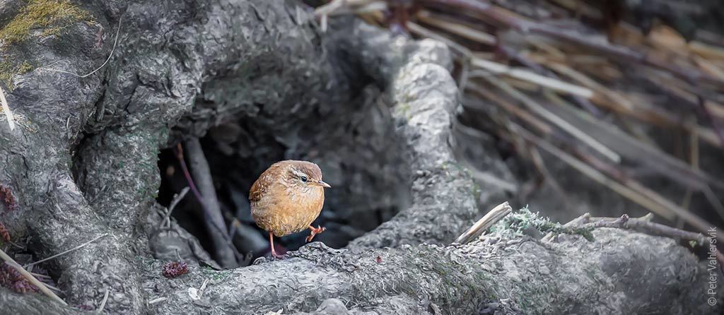 Foto: Ein Vogel vor dem Eingang einer Baumwurzelhöhle.class=