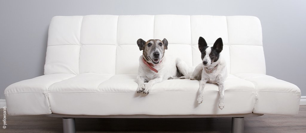 Foto: Auf einem Klappsofa liegen entspannt zwei Hunde.