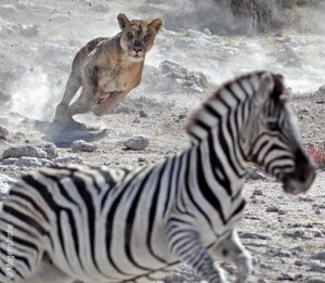 Foto: Traumdeutung Verfolgung / Flucht – eine Löwin jagt ein Zebra.