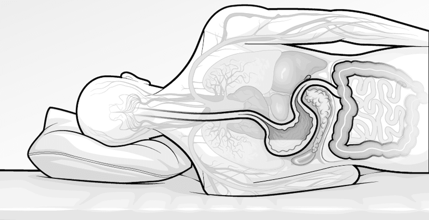 Illustration: Blick ins innere des Menschen und die Anordnung der Organe beim auf der linken Seite Schlafen.