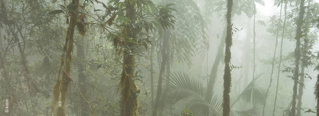 Foto: Dichter, tiefer Dschungel, der von Nebel eingehüllt ist.