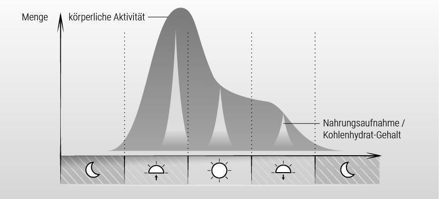 Illustration: Idealisierte Kurven zur Verteilung der körperlichen Aktivität und der Nahrungsaufnahme über den Tag bei Einhalten der Schlank-im-Schlaf-Prinzipien. Beide Kurven zum Abend hin stetig abfallend.