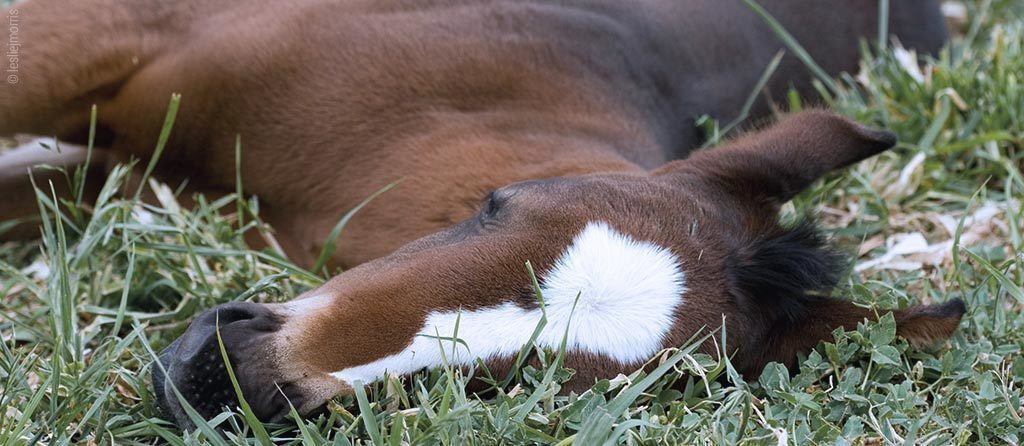 Foto: Ein Pferd liegt mit geschlossenen Augen auf einer Wiese.