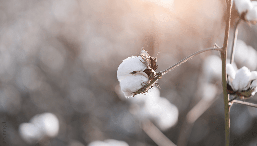 Foto: Eine Baumwollpflanze ist in voller Blüte.